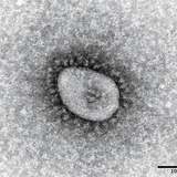 コロナ「インフル並み」に扱い検討へ…第7波収束後、感染者「全数把握」取りやめも