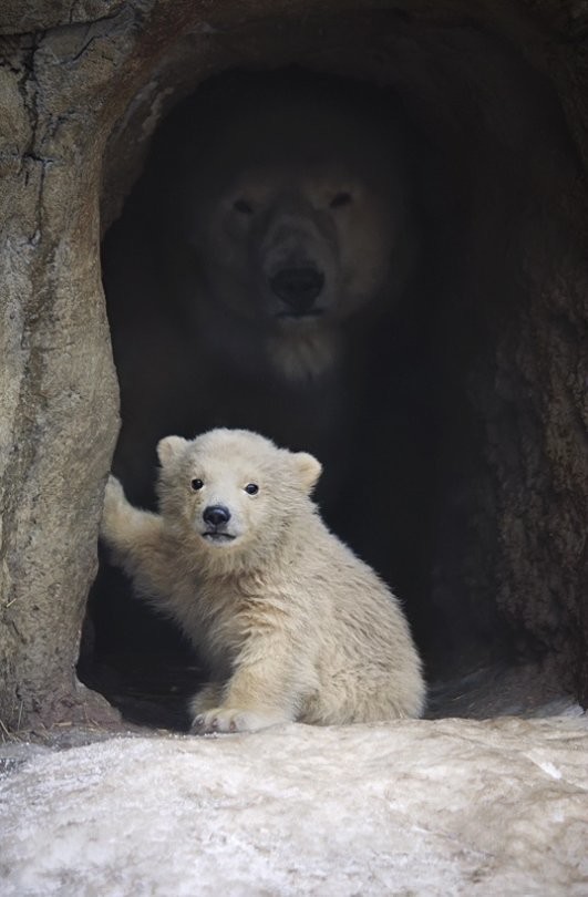 クマが乗用車に近づき車体揺する　羅臼の知床横断道：コメント8