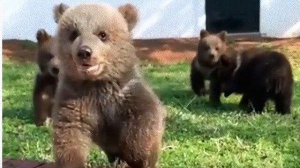 クマが乗用車に近づき車体揺する　羅臼の知床横断道：コメント7