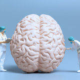 男性脳・女性脳｜男女の脳が違う説、根拠の乏しい通説だった