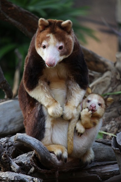 オーストラリアで働く30代男性、“工場バイト”で手取り年収750万円:コメント4