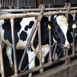 子牛を性的虐待して有罪となった男、裁判所で号泣（イギリス）