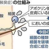 「わきが」原因の細菌特定、においの原因菌だけ破壊する酵素の合成にも成功