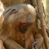 死亡個体と交尾するサルは“異常”なのか…「死の概念」はヒト特有のものかもしれないと言える理由