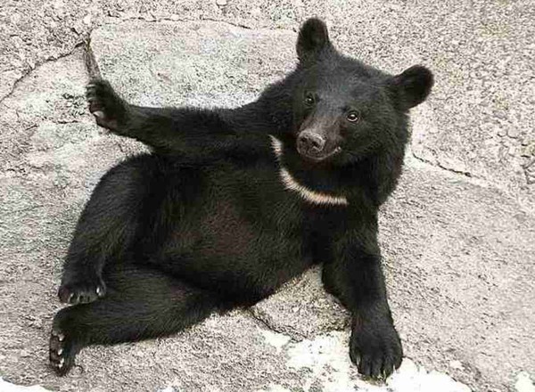 人を食べる習慣を持つクマが増えている」全国的に増えるクマの人的被害：コメント2