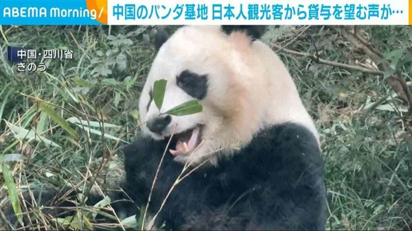 中国のパンダ基地 日本人観光客から貸与を望む声「できればずっと続けてほしい」：コメント2