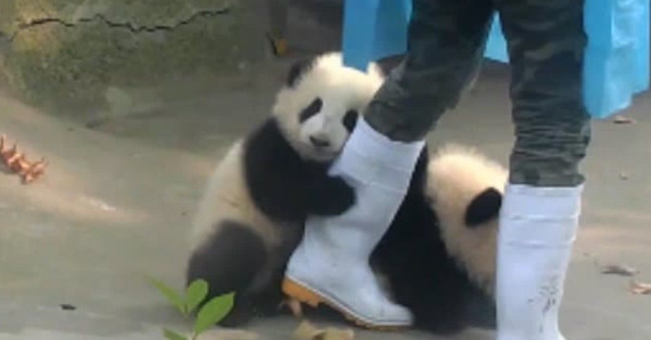 中国のパンダ基地 日本人観光客から貸与を望む声「できればずっと続けてほしい」：コメント16