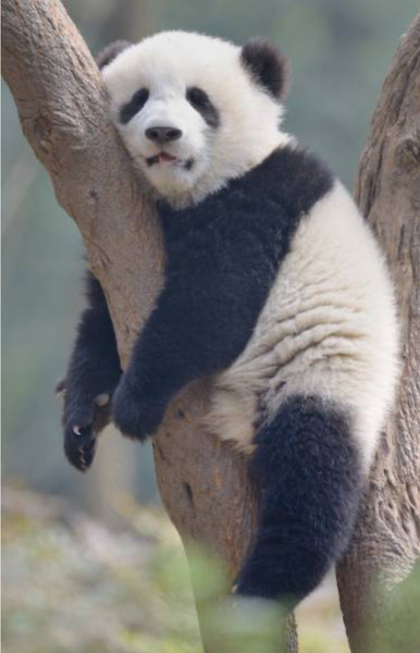 中国のパンダ基地 日本人観光客から貸与を望む声「できればずっと続けてほしい」：コメント15