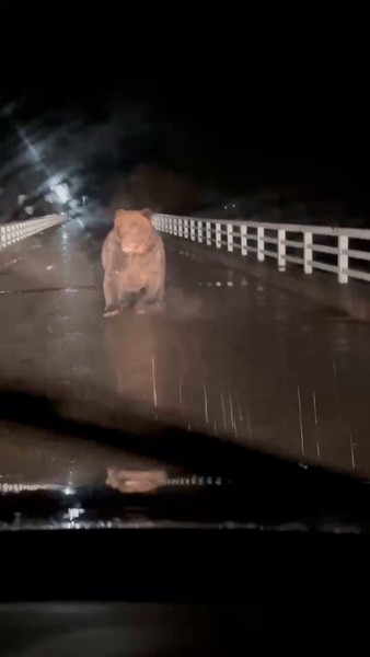 北海道で車を運転中、ヒグマに襲われる動画が想像以上に衝撃映像だった…：コメント2