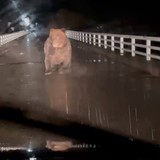 北海道で車を運転中、ヒグマに襲われる動画が想像以上に衝撃映像だった…