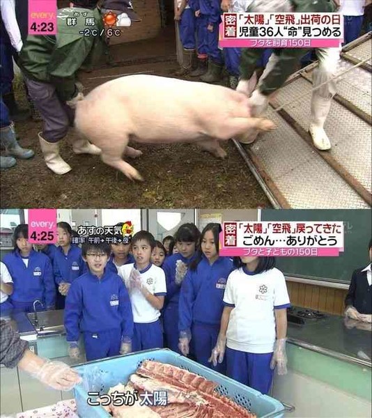 小学校で飼ったブタ「食肉センターに送るか」児童が涙の議論：コメント2