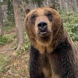 ヒグマ襲撃、前兆生かせず犠牲　数日前から登山者に付きまとい