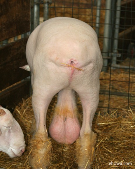 中川翔子3年にわたる不妊治療と2度の流産を経験 。お腹にいるのは、双子の男の子：コメント6