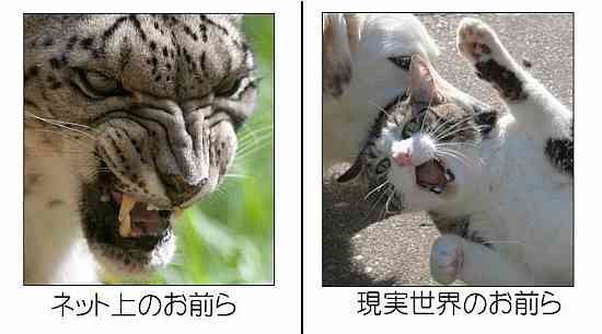 日本人は豆腐メンタル？日本独特の『浮いてはいけない』という“対人恐怖”　鋼の精神の作り方は？：コメント2