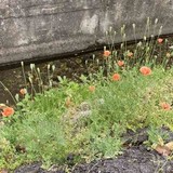 そのオレンジの花、絶対に触ってはいけない理由。東京農大の注意喚起に「よく見かける」「毎年庭に…」