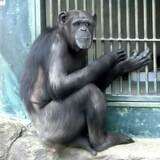「一生臭いおりにいろ！」　動物園のチンパンジーに暴言＆挑発　子連れ客のマナー崩壊に警鐘