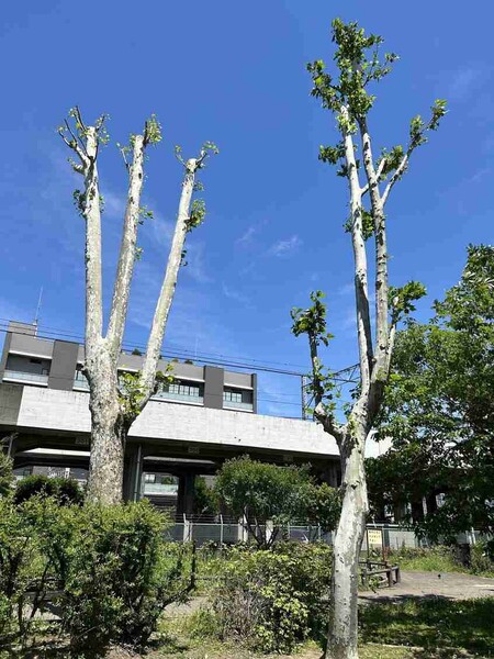 「寒々しい…」住民から不満続出　街路樹の“やりすぎ剪定”　行政はなぜ短く切りすぎるのか　：コメント2