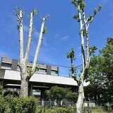 「寒々しい…」住民から不満続出　街路樹の“やりすぎ剪定”　行政はなぜ短く切りすぎるのか　